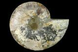 Agatized Ammonite Fossil (Half) - Madagascar #135291-1